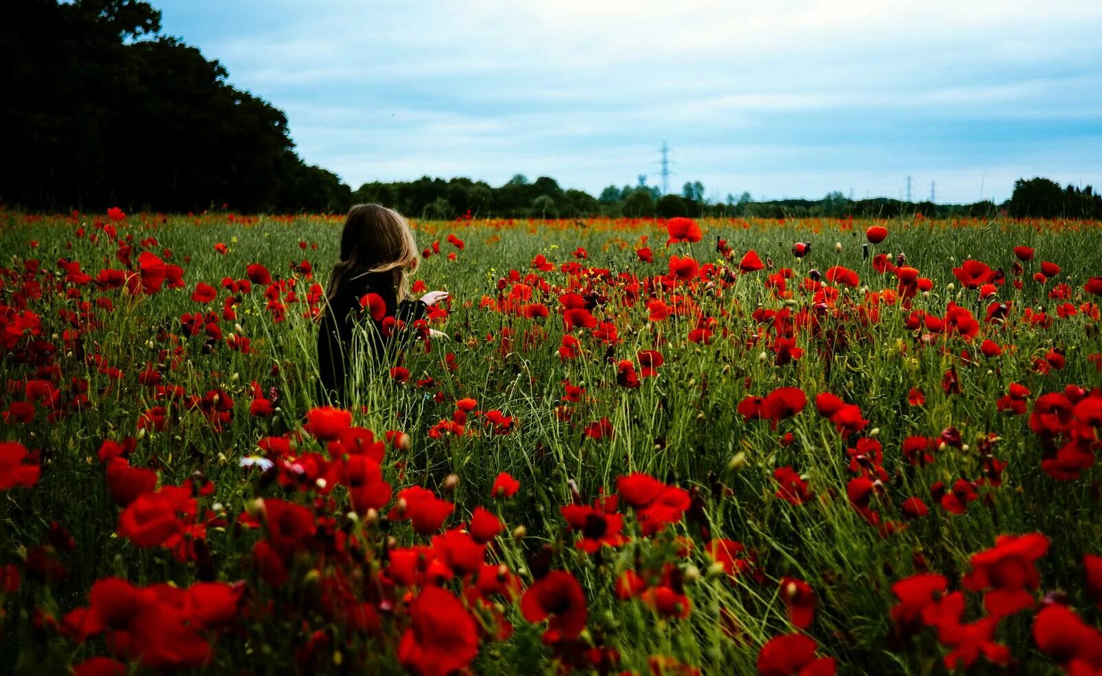 Маковое поле. Фотосессия в маковом поле. Поле с цветами. Цветущие поля.