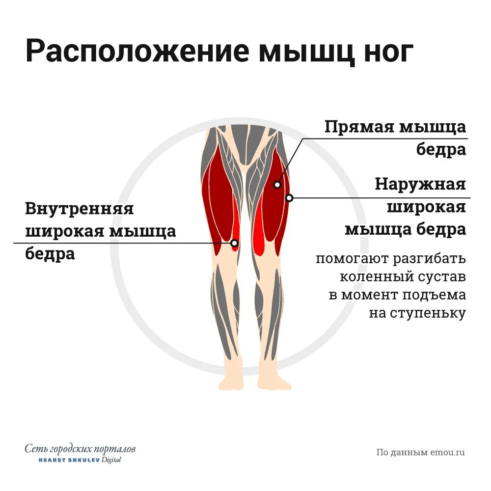 Латеральная широкая мышца бедра средняя часть. Промежуточная широкая мышца бедра анатомия. Латеральная широкая мышца бедра крепление. Четырехглавая мышца бедра человека анатомия. Как расширить внутреннюю