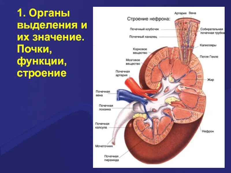 Почки 2 значения