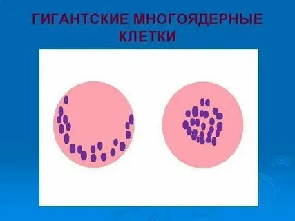 Длинные многоядерные клетки какая ткань