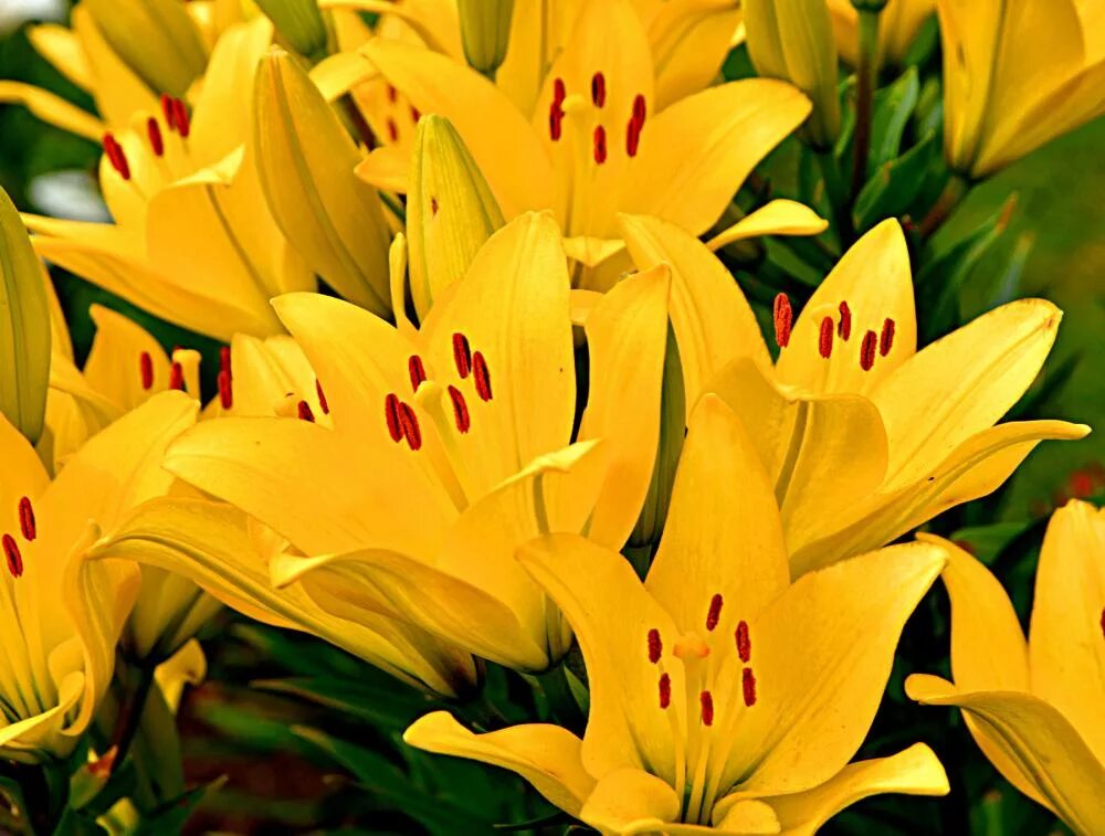 лилии императорская. королевские лилии фото. лилия ауратум голд бенд. лилия гибридная ʹformosaʹ. цветок королевская лилия.