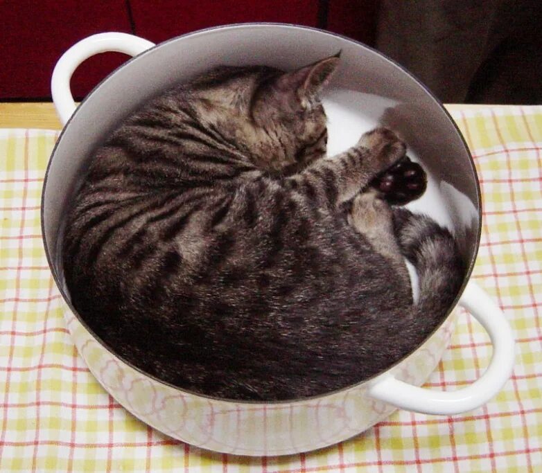 Котик в кастрюле. Кот в тарелке. Миска для кота. Тарелка котик. Варят кошек