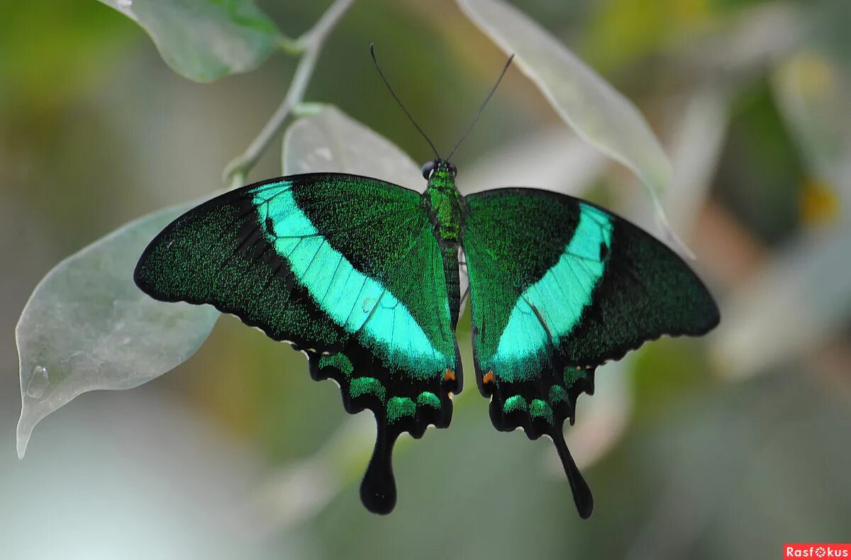 Бабочка на букву п. Папилио Палинурус бабочка. Бабочка парусник Палинур. Бабочка парусник Коцебу. Papilio Palinurus дневная бабочка.