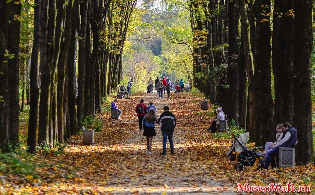 Бирюлевский дендросад. Каштановая аллея бирюлевский дендропарк. Каштановая аллея бирюлевский дендропарк. Бирюлево восточное дендропарк. Бирюлево восточное дендропарк.