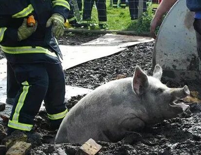 Поросенок упала на ноги