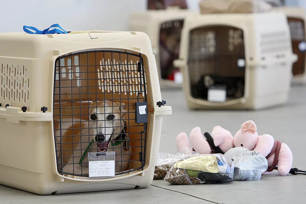 Pet them. Собака в переноске. Перевозка животных в самолете. Авиаперевозка животных. Перевозка для собак.