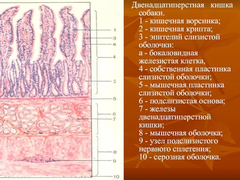 Крипты клетки
