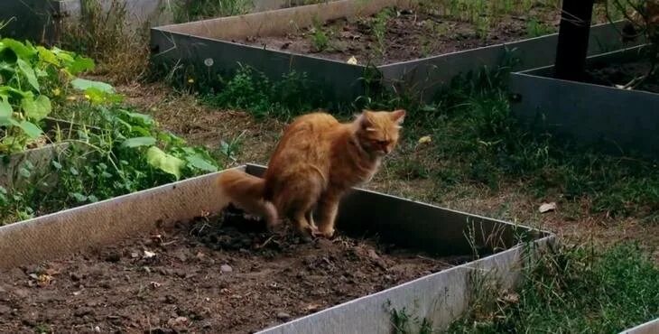 Как отвадить кошек с участка. Кошка в огороде. От кошек на грядки. Кошак в грядке. На грядке кошечка.