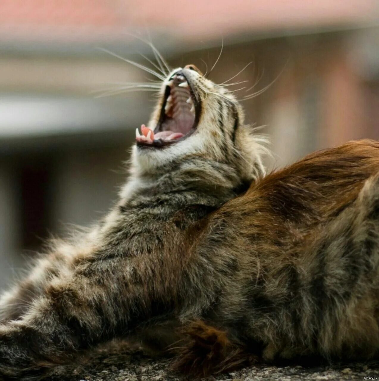 Вопящие коты. Кричащий кот. Орущие коты. Кот смеется. Кот зевает.