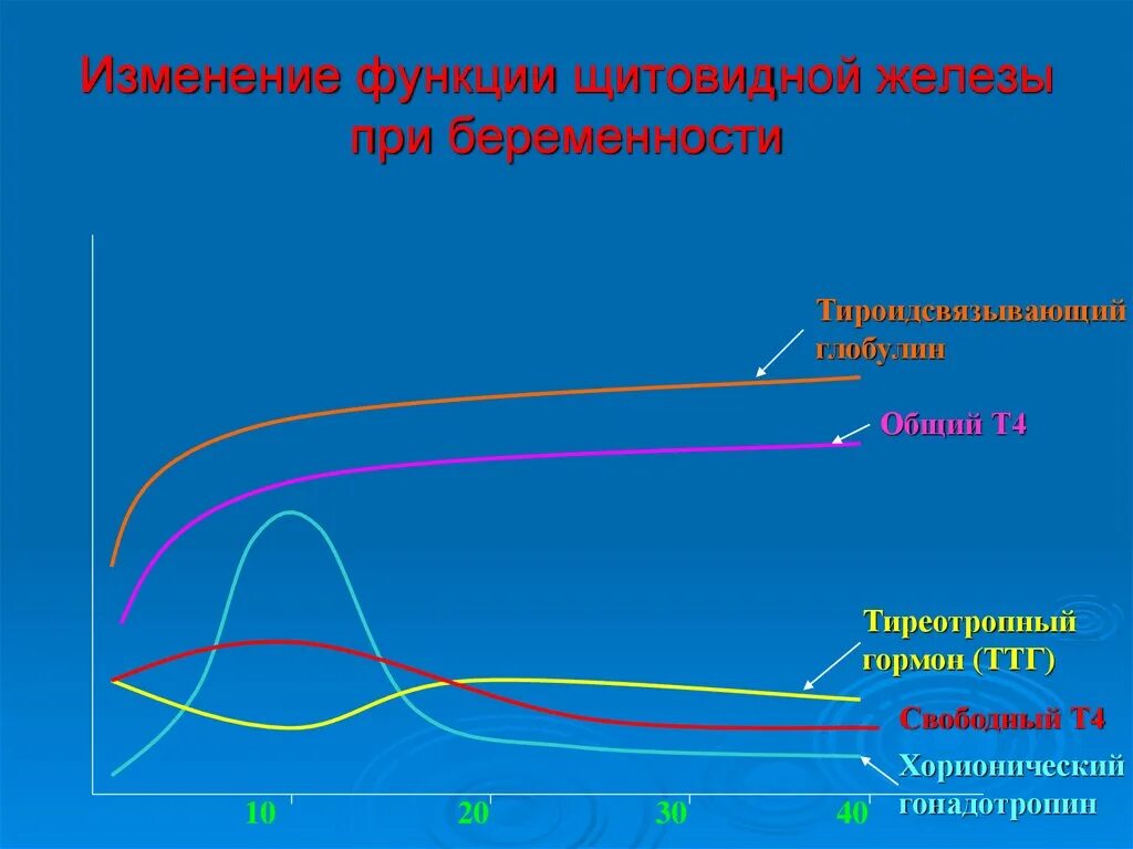 Изменение тканей щитовидной железы. Изменения щитовидной железы при беременности. Физиологические изменения щитовидной железы при беременности. Функция щитовидной железы во время беременности. Изменение тиреоидных гормонов при.