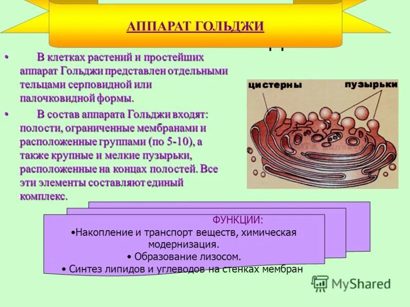 Клетка гольджи строение и функции. Аппарат гольджи функции в клетке растений. аппарат гольджи строение и функции 10 класс. аппарат гольджи синтез белка. функции аппарата гольджи в растительной клетке.