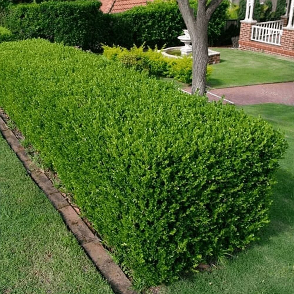 Купить быстрорастущую живую изгородь. Buxus sempervirens самшит. Buxus sempervirens изгородь. Самшит вечнозелёный. Самшит вечнозеленый Живая изгородь.