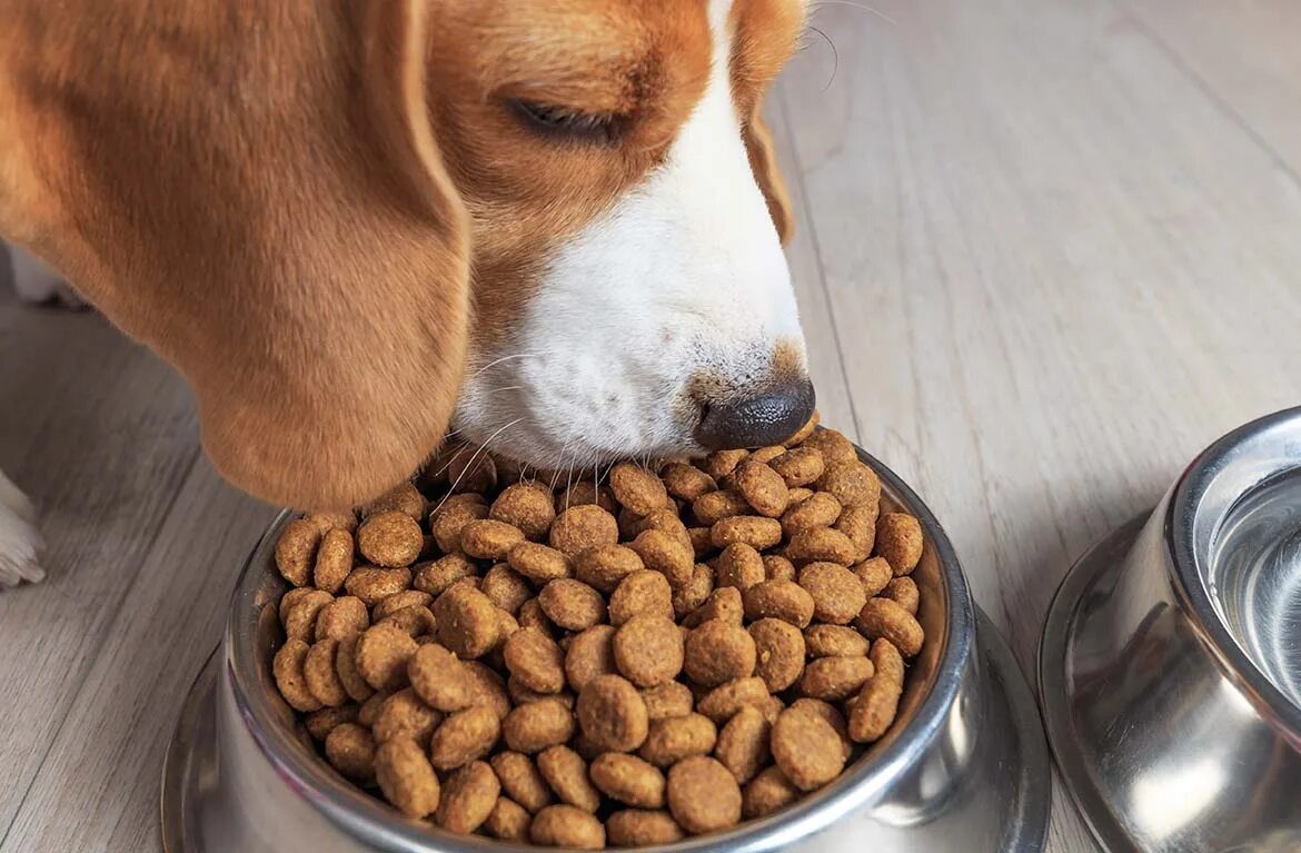 Корм для животных 5. Dog food сухой корм для собак. корм для собак бигль. собачья миска с едой.