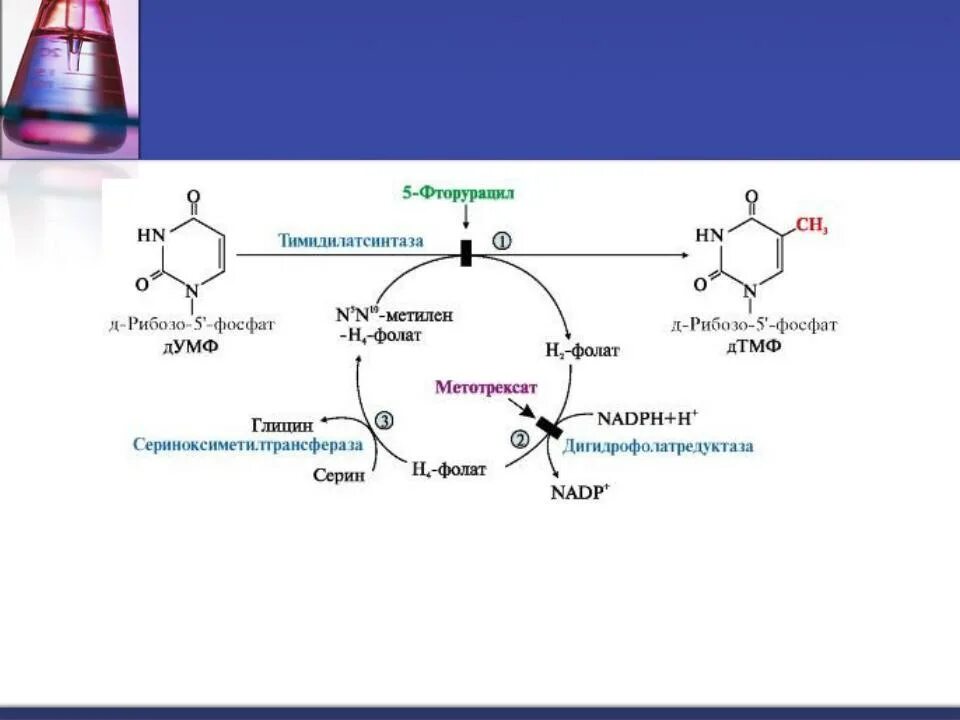 Синтез адрес. 5,10-Метилен-н4-фолат. N5 n10 метилен-н4-фолат. Структура 5 10 метилен н4 фолата. Синтез ДТМФ.