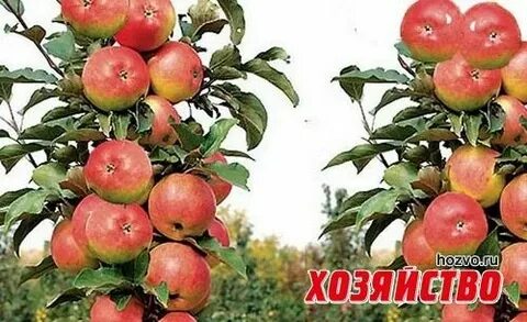 Каждую яблоню каждую