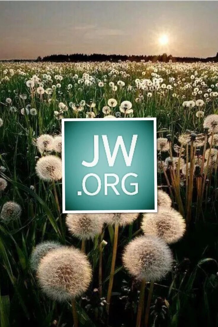 Https jw org. JW org. JW.org картинки. JW.org logo. JW org Wallpaper.