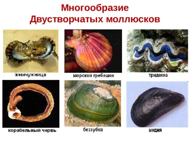 Наука о моллюсках