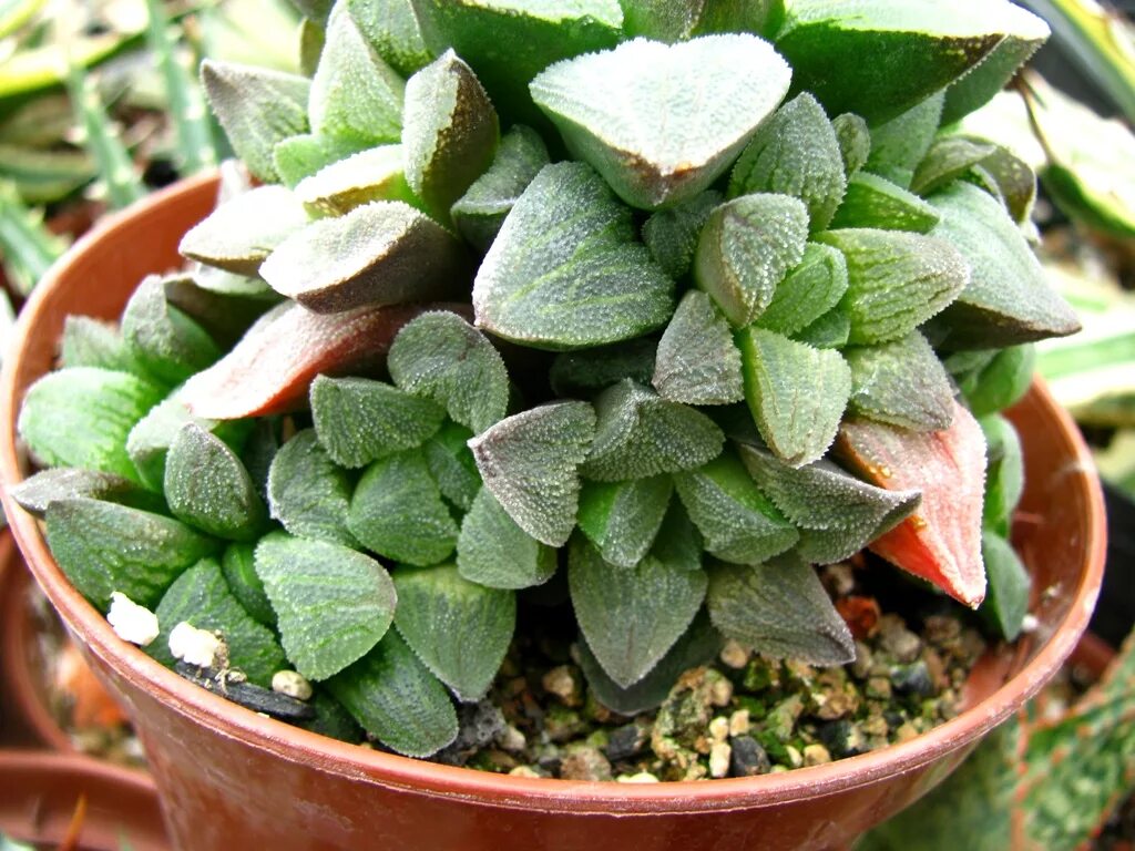 Хавортия карликовая. Haworthia пигмея. Хавортия пигмейская. Haworthia pygmaea цветение.