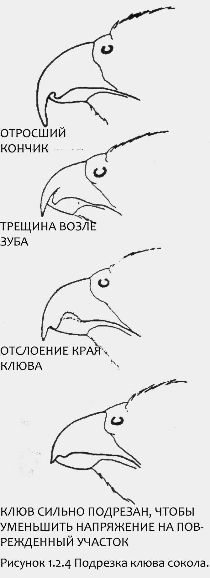 Как подрезать клюв попугаю. Как обрезать клюв у курицы. строение клюва какаду снизу. строение клюва попугая. строение клюва курицы.