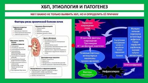 История болезни почек