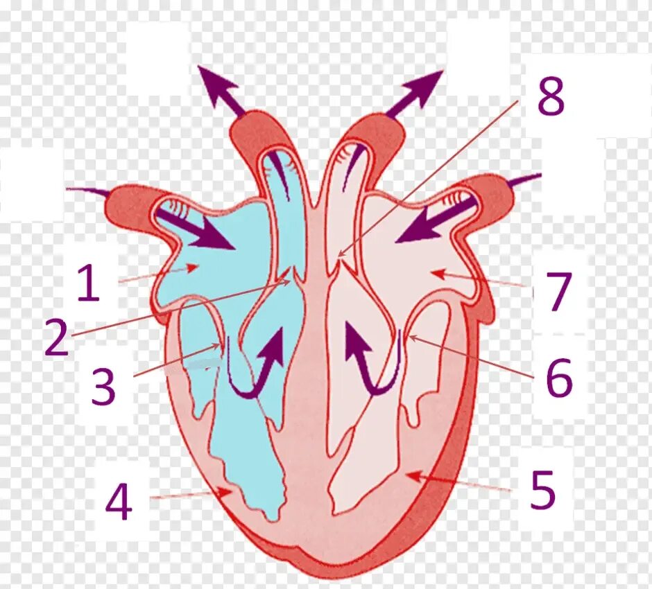 На рисунке изображено строение сердца. Строение сердца схема. Строение сердца человека схема без подписей. Схема структуры строения сердца. Строение сердца человека рисунок.