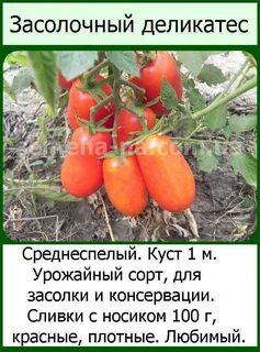 Томаты засолочные описание