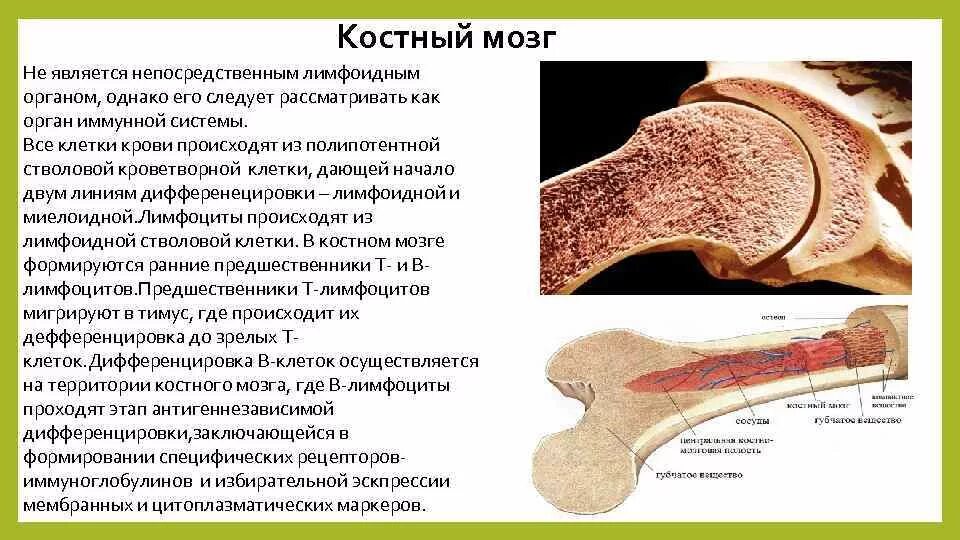 Костный мозг где находится. Костный мозг расположение. Локализация желтого костного мозга. Костный мозг расположение функции. Как выглядит костный мозг у человека.