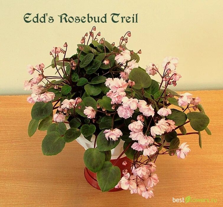 Бродмидоу мэджик роузбад. Edee's Rosebud Trail фиалка. Сенполия Edee's Rosebud Trail. Фиалка трейлер Edee"s Rosebud. Edee`s Rosebud Trail (p. Harris).