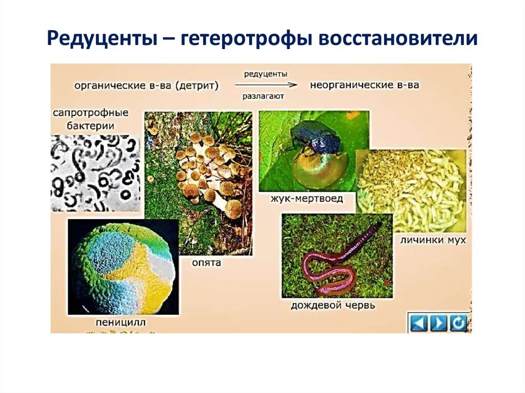 Организмы разрушающие органические. Редуценты. Редуценты примеры. Организмы редуценты. Примеры организмов-редуцентов.