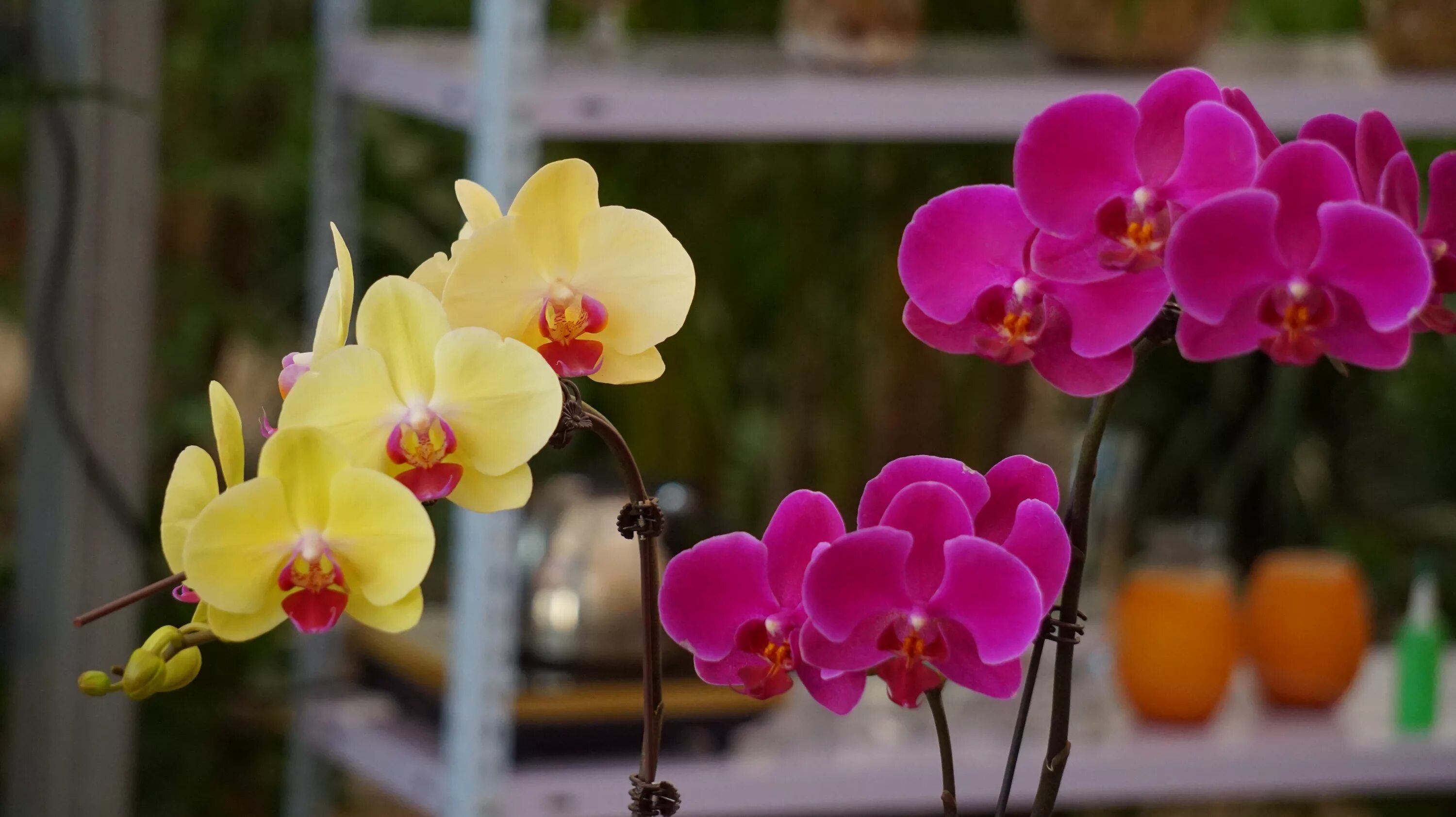 Free Images : nature, blossom, flower, petal, bloom, floral, tropical, romance, 