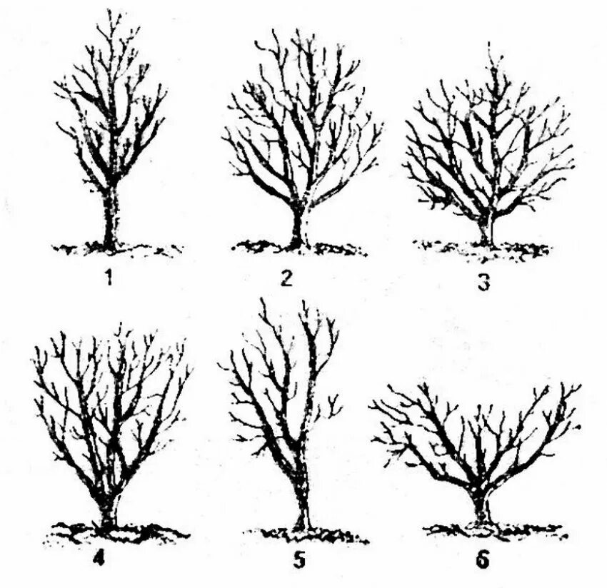 Как обрезать фруктовые деревья весной для новичков. Чашевидное формирование кроны. Обрезка алычи весной схема. Груша Чижовская обрезка весной. Обрезка яблонь груш весной схема.