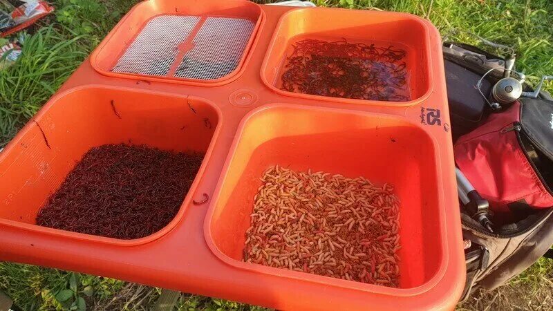 Подготовка мотыля для рыбалки. Подготовка мотыля для рыбалки. Мотыль свежий уральский. Приспособления для мойки мотыля. Хранение мотыля в картошке.