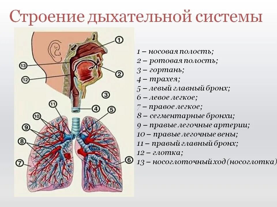 Органы входящие в дыхательную систему функции. Строение системы дыхания и ее функции. Анатомические структуры системы органов дыхания. Схема строения органов дыхания. Схема строения органов дыхательной системы.