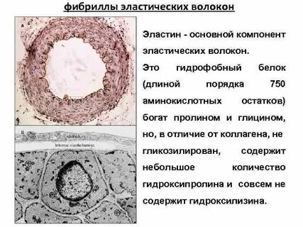 Волокна коллагеновые эластические и ретикулярные