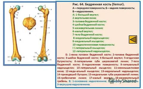 Большой вертел бедренной кости