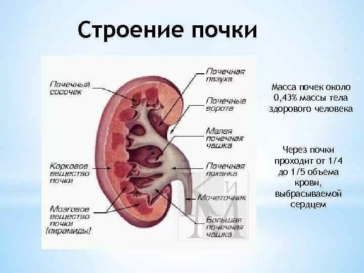 Сколько весила почка. Строение почки человека анатомия. Анатомические структуры почки. Внутренне строение почки анатомия. Строение почки физиология.