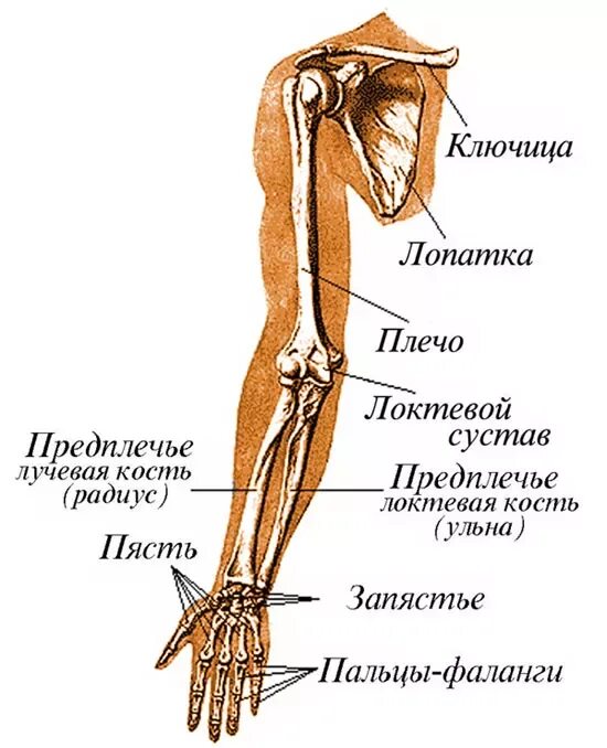 Лучевая кость руки строение. Плечевая лучевая локтевая кость. Локтевая кость анатомия рука. Лучевая кость на руке анатомия.