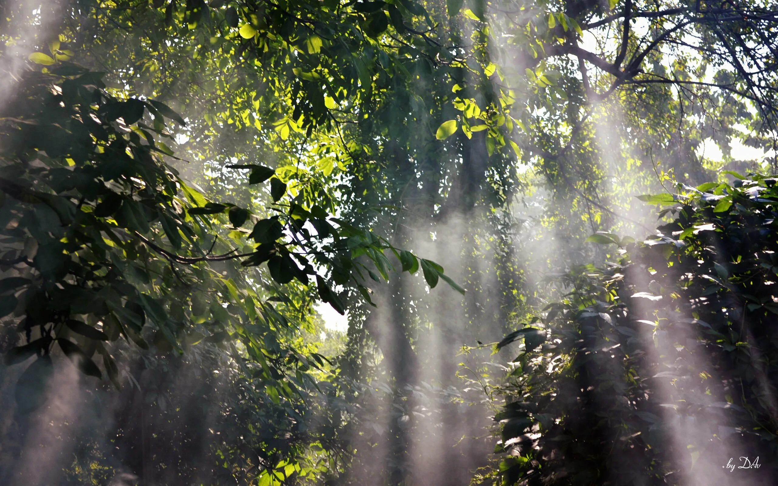 Солнце после дождя. Лес после дождя. Дождь в лесу. Дождь в тропическом лесу.