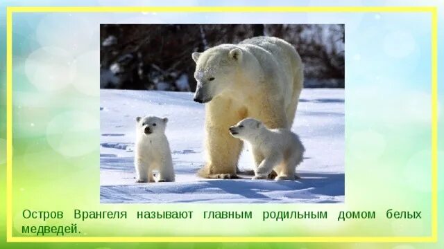 Родильный дом белых медведей называют. Остров врангеля белые медведи медведи. Родильный дом белых медведей называют. Родильный дом белых медведей называют. Остров врангеля роддом белых медведей.