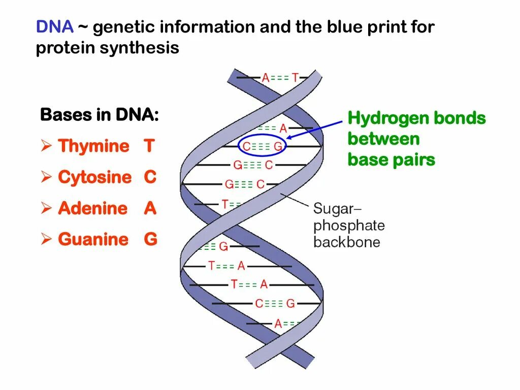 Днк за 20. DNA 20. Genetic БЛКС. Полипептид ДНК. Рене Backbone.