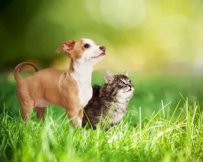Cat dog green