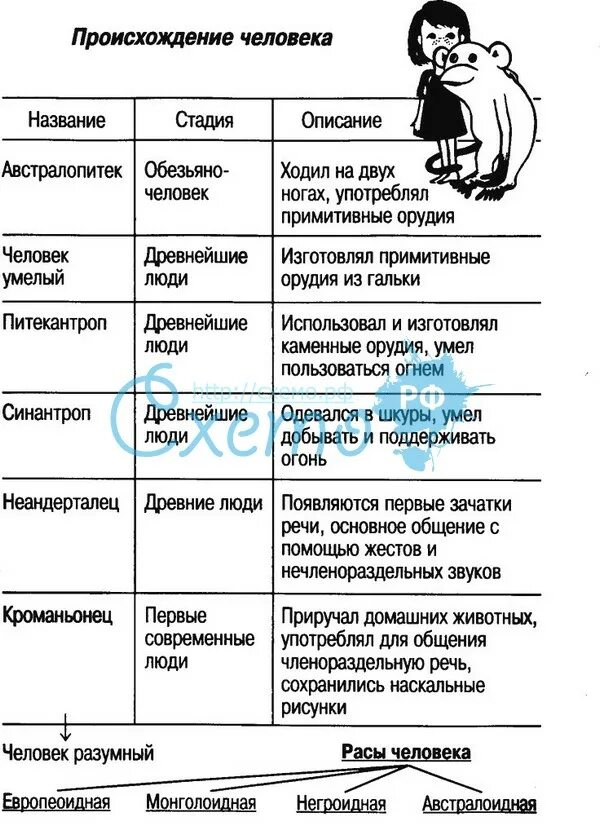 Название стадий человека. Происхождение человека таблица 9 класс по биологии. Этапы происхождения человека. Этапы происхождения человека таблица. Возникновение людей таблица.