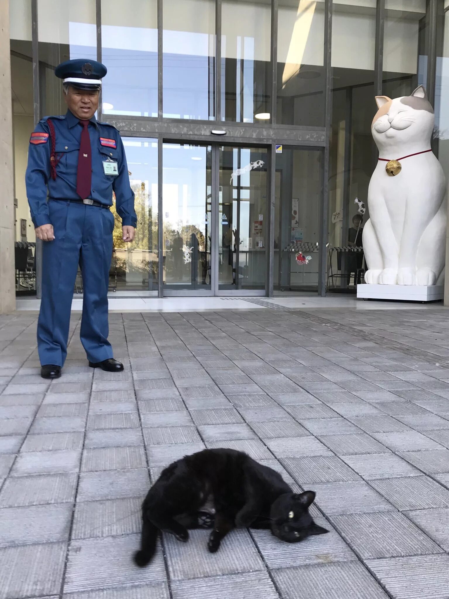 Кот охранник