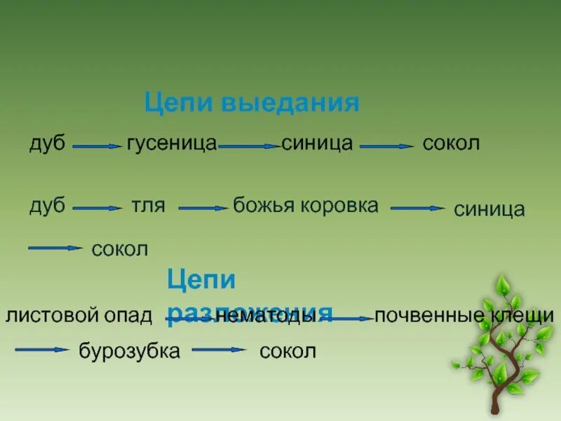 Нектар цветов муха синица цепь. Цепь выедания. Цепь питания выедания. Пастбищная цепь питания. Цепь выедания примеры.