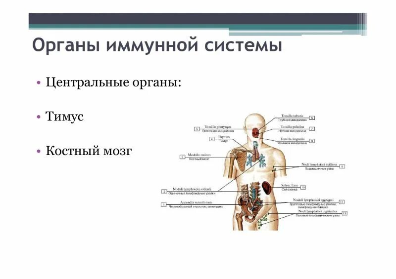 Органы иммунной реакции. Строение и функции центральных органов иммунной системы. Строение иммунной системы человека схема. Центральные и периферические органы иммунной системы и их функции. Органы иммунной системы схема.