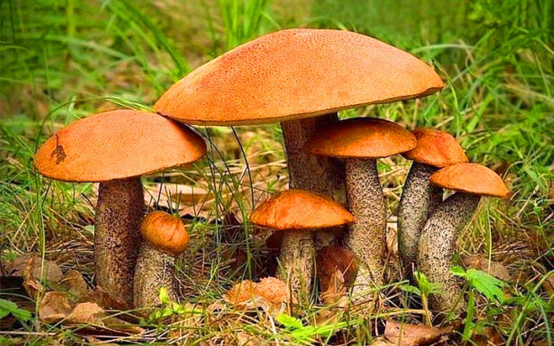 мицена рене грибы съедобные?. семейные грибы. грибная семейка. семейка белых грибов. грибы семейники.