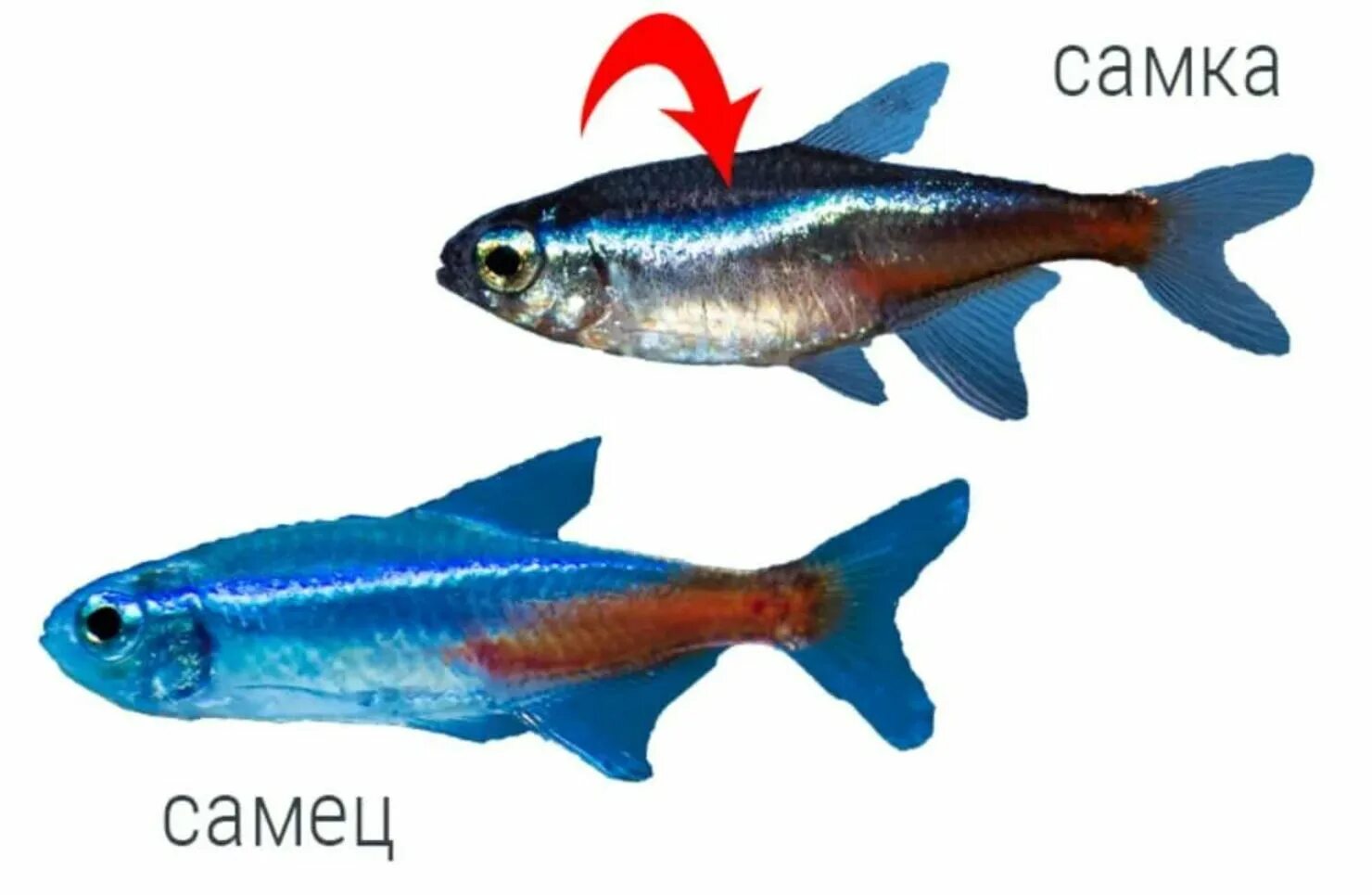 Как отличить рыбу. Красный неон рыбка самец и самка. Неоны рыбки отличие самки от самца. Неоны самки и самцы как отличить. Неон голубой аквариумная рыбка.