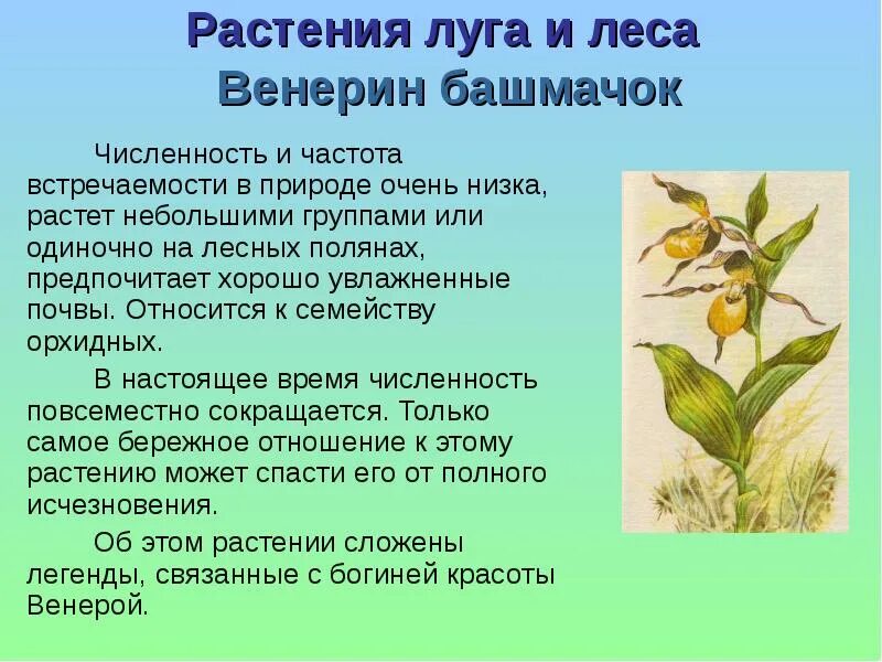 Как пишется башмачок