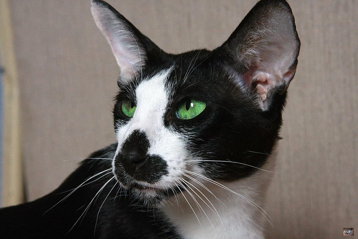 Белая кошка с черным носом. Черный и белый кот. Котик черно белый. Белый кот с черными пятнами. Кошка белая с черными ушками.