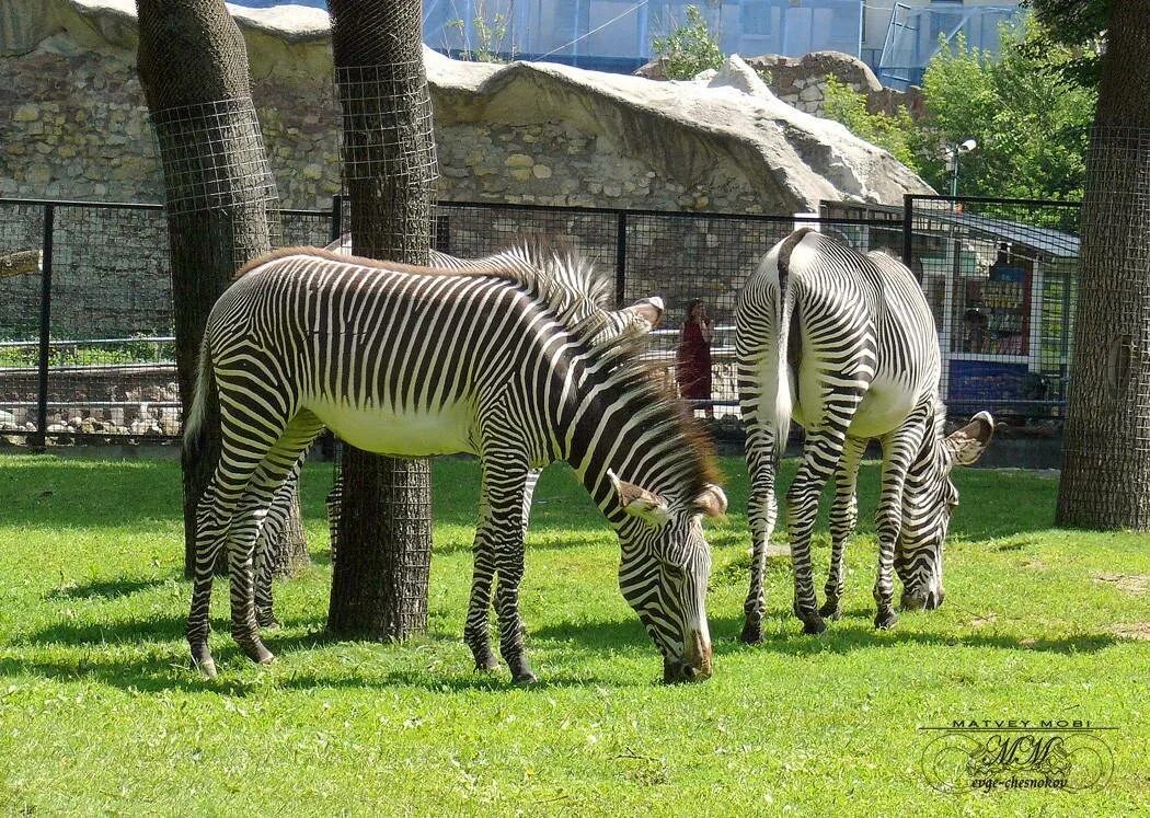 Zoo animals park. Зоопарк Дусит Бангкок. Зоопарк као Кео. Зоопарк Варна. Зоопарк Хайфа.